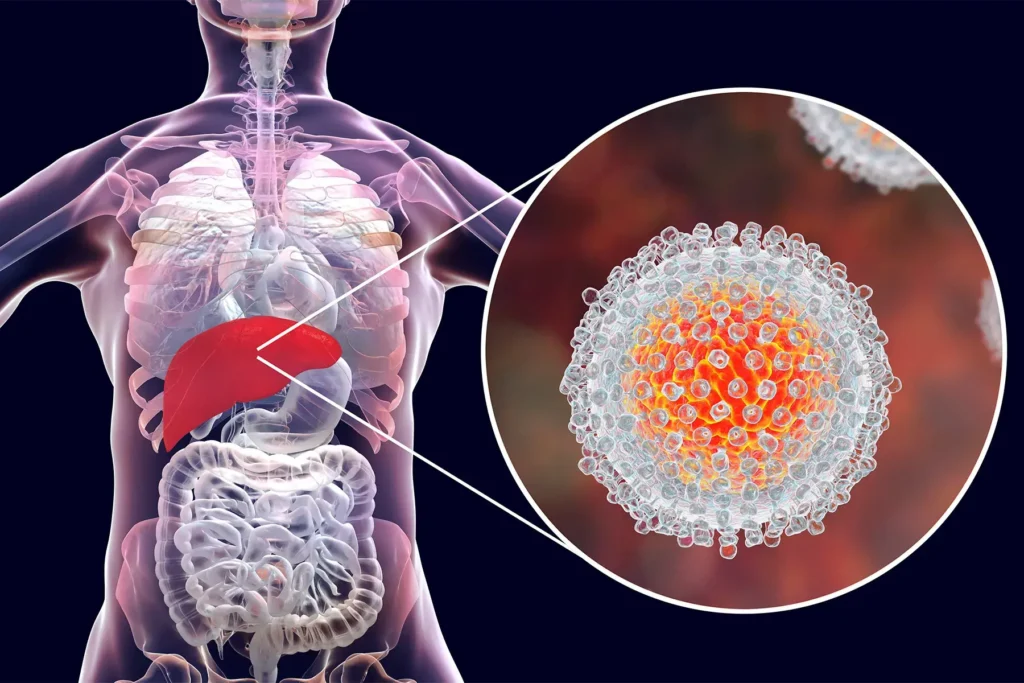 Representación anatómica en 3D del sistema digestivo con una vista ampliada de la estructura celular del virus.